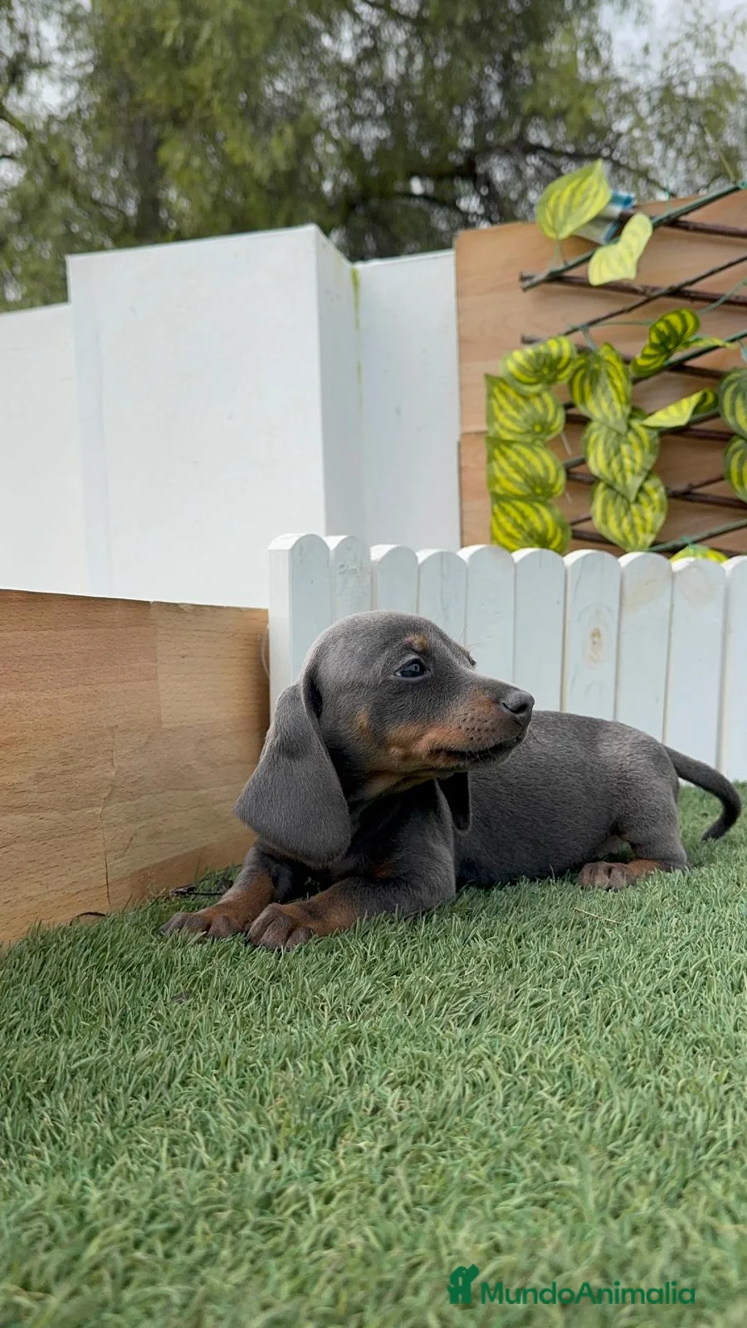 Teckel Miniatura perros en venta: TECKEL MINIATURA BLUE - Anuncio 10
