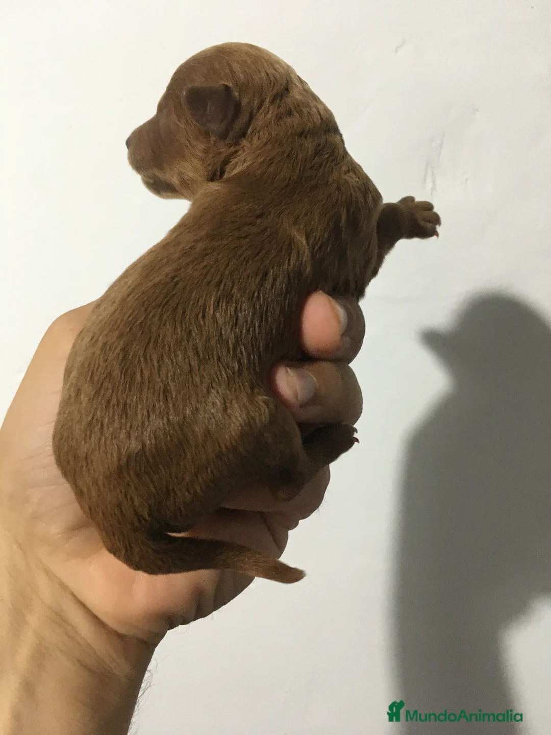 Caniche Toy perros en venta: IMPRESIONANTES CANICHES TOYS  en Murcia - Anuncio 5