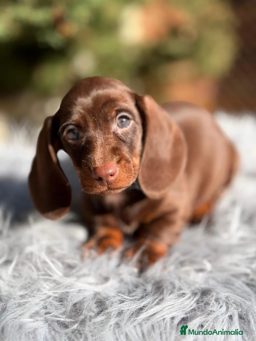 Teckel Miniatura perros en venta: TECKEL CHOCOLATE MACHO - Anuncio 9