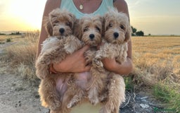 Maltipoo perros en venta: Camada Maltipoo - Imagen 1