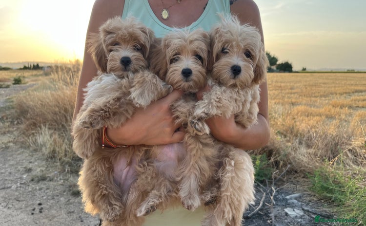 Maltipoo perros - Propaganda 2