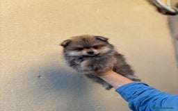 Pomerania perros en venta: Machito sable línea rusa  Plasencia  - Anuncio 2