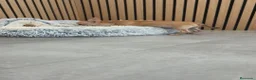 Chihuahua perros en venta: Chihuahua Macho 🦌 - Anuncio 5