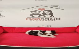 Biewer Yorkshire Terrier a la Pom Pon perros en venta: Briewer - Imagen 1