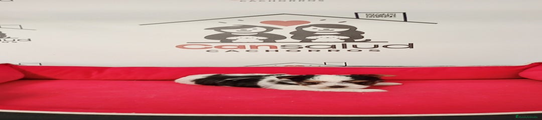 Biewer Yorkshire Terrier a la Pom Pon Cachorro 1