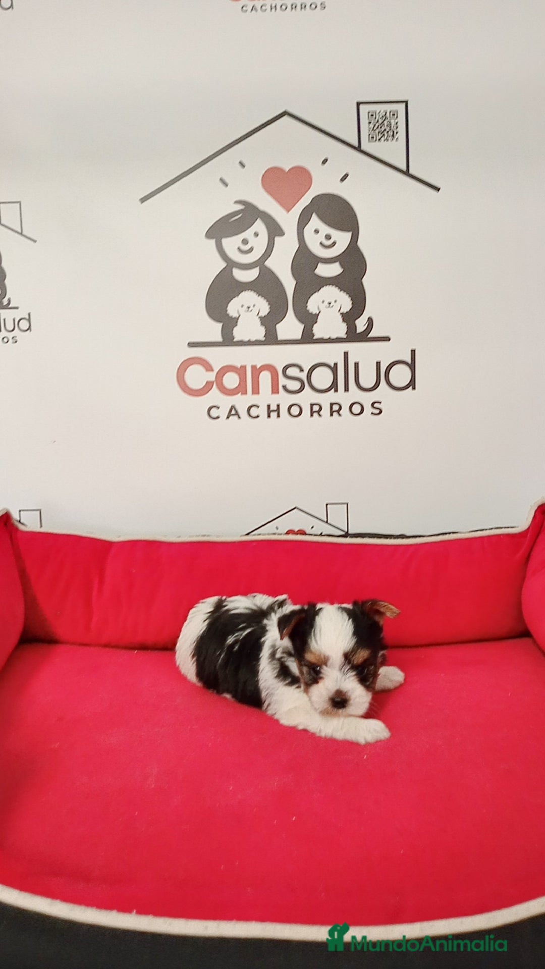 Biewer Yorkshire Terrier a la Pom Pon perros en venta: Briewer - Imagen 1