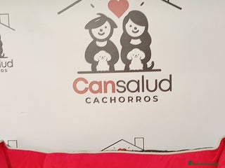 Biewer Yorkshire Terrier a la Pom Pon perros - Anuncio 1