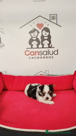 Biewer Yorkshire Terrier a la Pom Pon perros - Anuncio 1