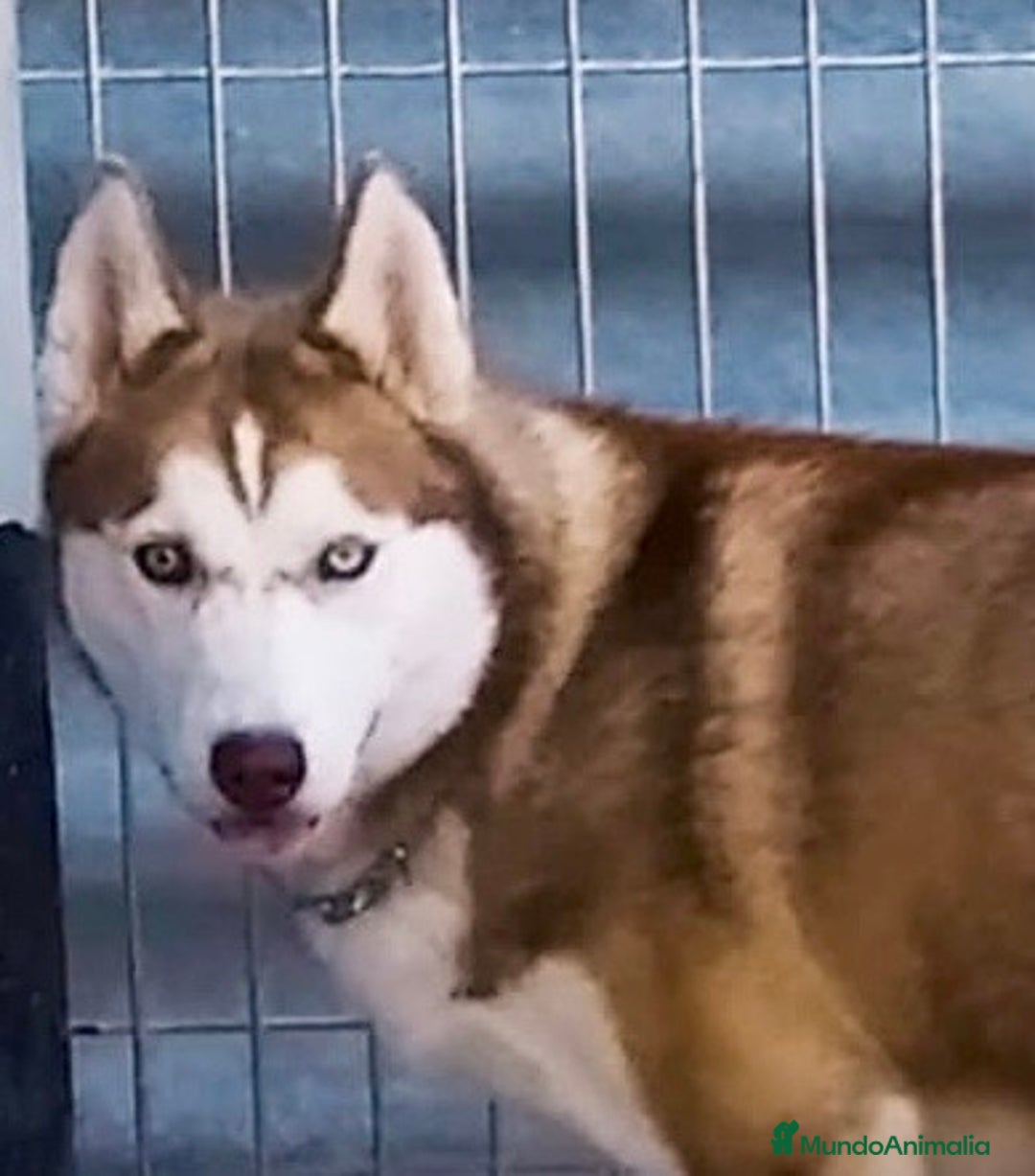 Husky Siberiano perros en venta: Husky siberiano  - Imagen 11