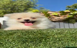 Pomerania perros en venta: POMERANIA MACHO - Imagen 5