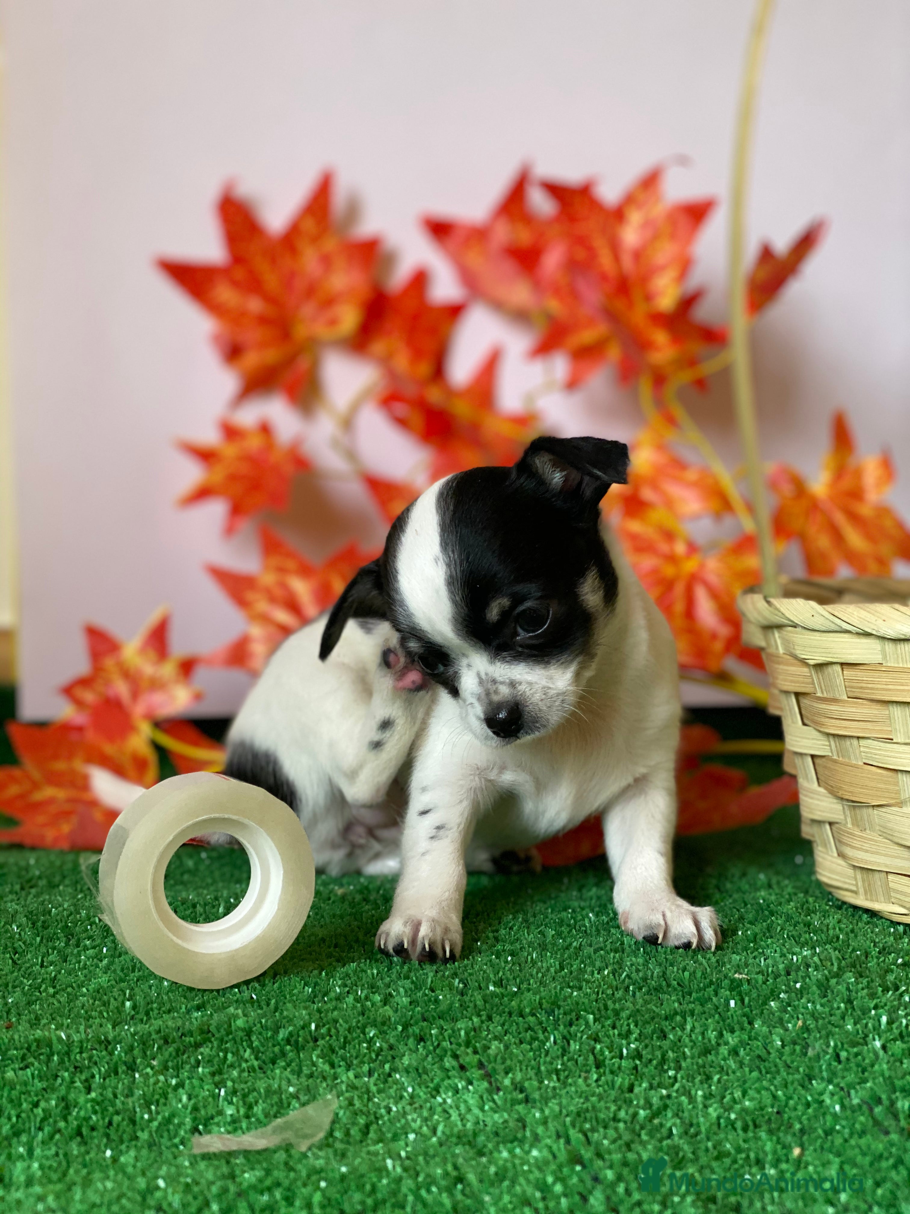 Chihuahua perros Chihuahuas socializados !! - Anuncio 34