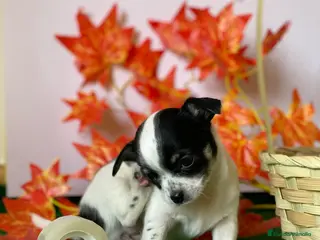 Chihuahua perros Chihuahuas socializados !! - Anuncio 34