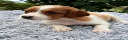 Épagneul Breton perros en venta: CAMADA DE BRETÓN ESPAÑOL CALIDAD - Anuncio 4