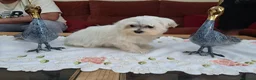 Bichón Maltés perros en venta: Bichon maltes  - Anuncio 3