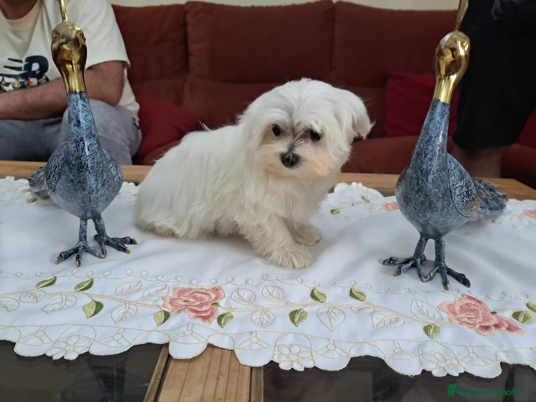 Bichón Maltés perros en venta: Bichon maltes  - Anuncio 3