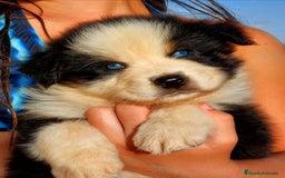 Pastor Australiano perros en venta: Cachorros pastor australiano  - Imagen 7