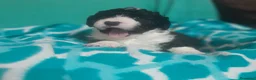 Perro de Agua Español perros en venta: PERRO DE AGUA ESPAÑOL - Anuncio 2