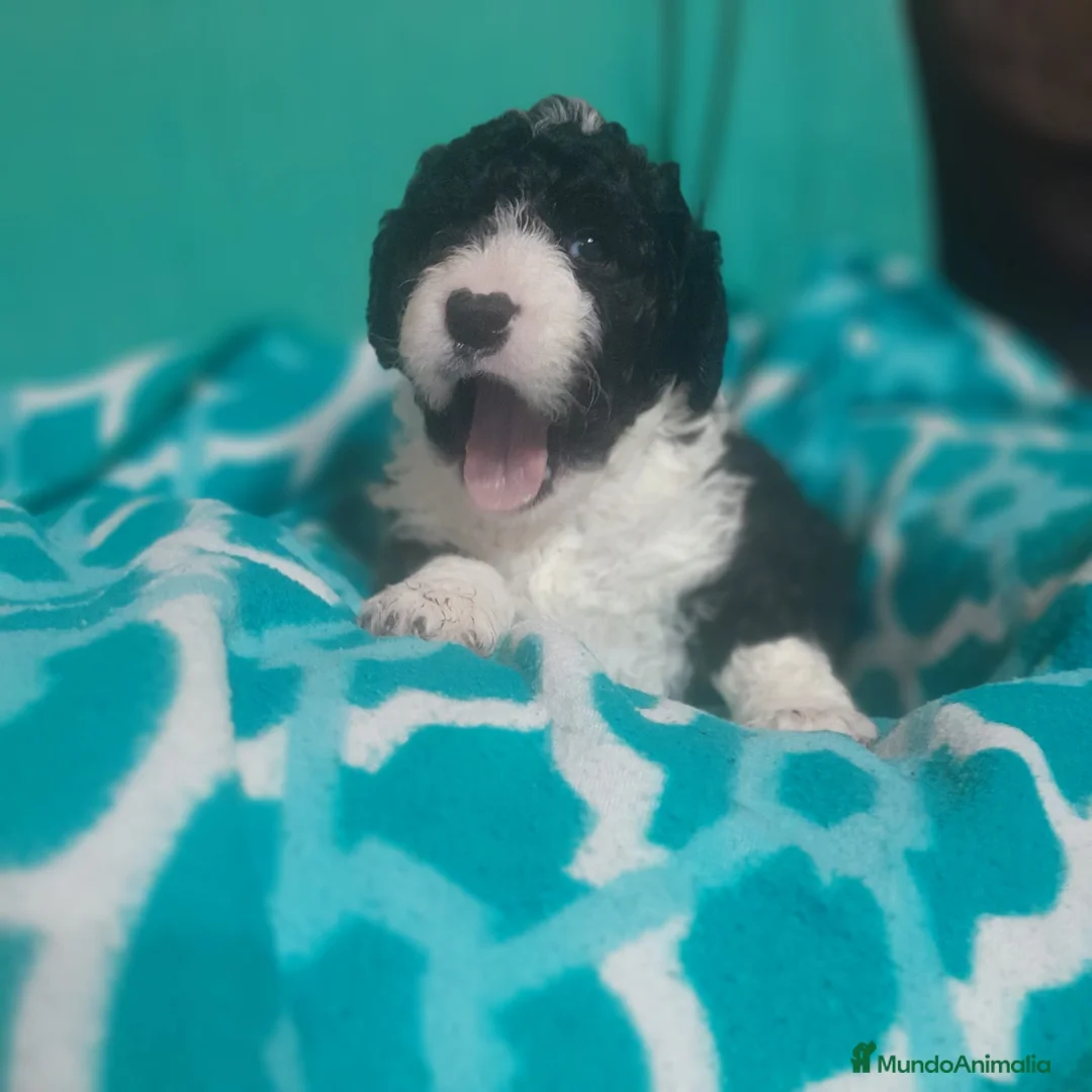 Perro de Agua Español perros en venta: PERRO DE AGUA ESPAÑOL - Anuncio 2