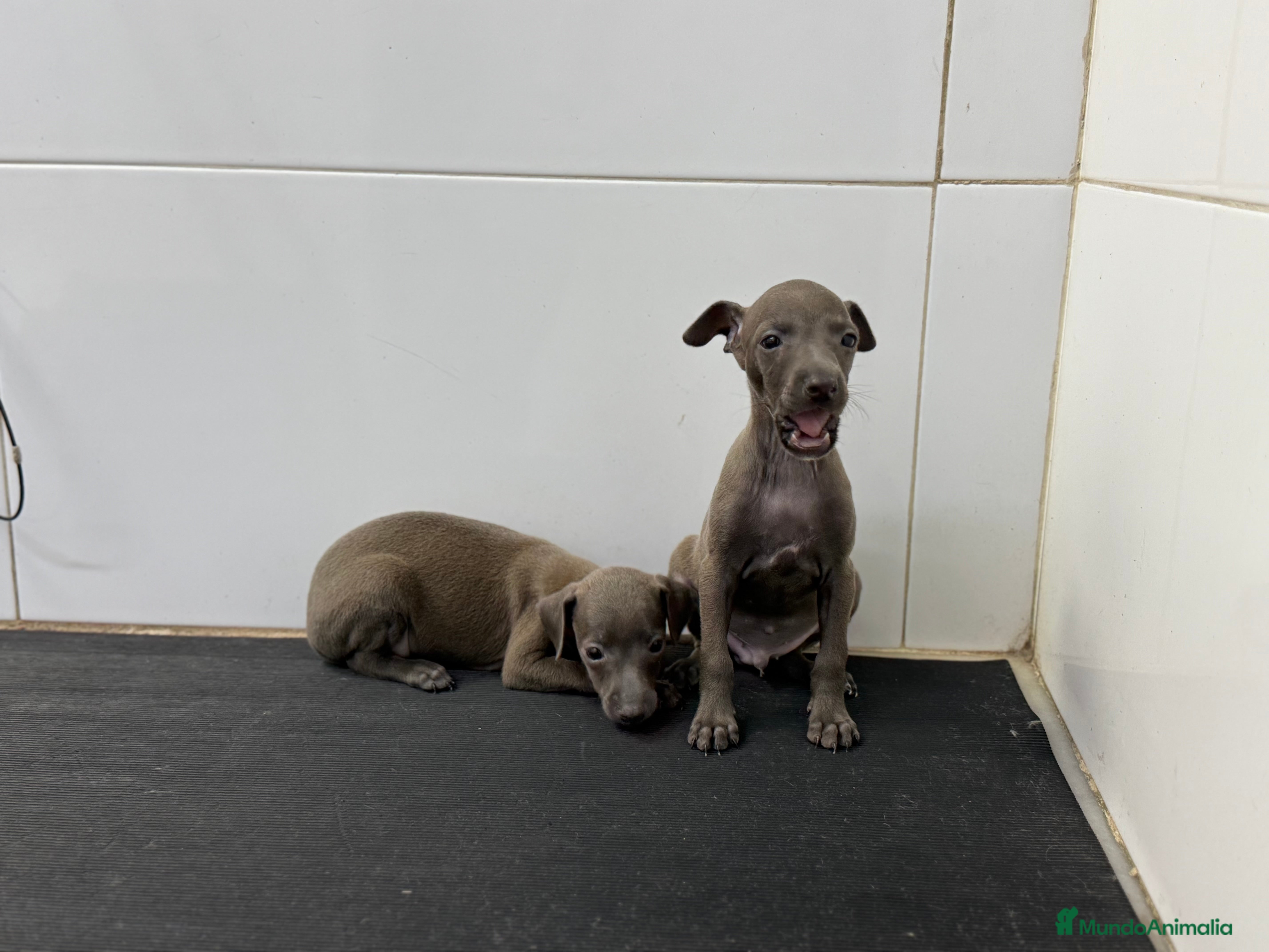 Pequeño Lebrel Italiano perros Piccolo Italiano 700€ ¡PRECIO REAL! - Anuncio 1
