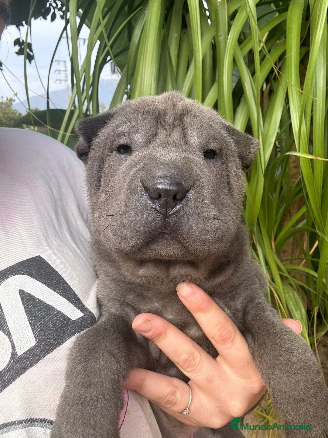 Shar Pei perros en venta: SHAR PEI AZULES OJOS VERDES en Málaga - Anuncio 5