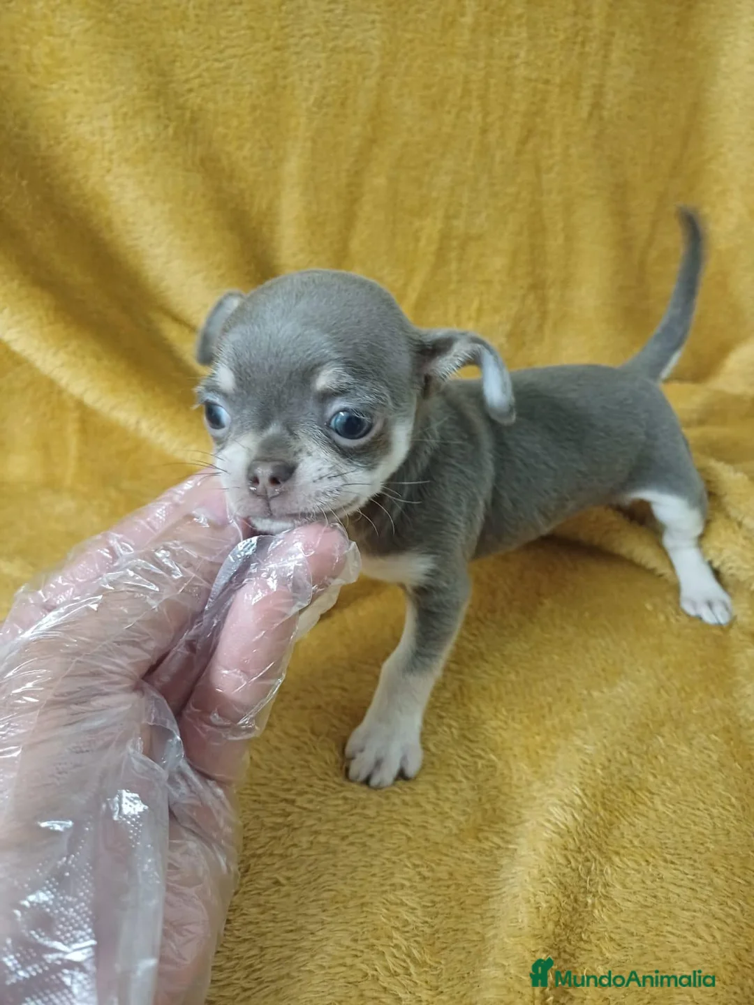 Chihuahua perros en venta: Chihuahua Mini Blue  - Anuncio 2