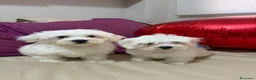 Bichón Maltés perros en venta: Bichon Maltes  - Anuncio 1