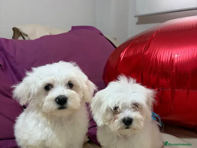 Bichón Maltés perros Bichon Maltes - Anuncio 1