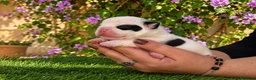 Bulldog Francés perros en venta: Cachorros de Bulldog Francés. - Anuncio 8