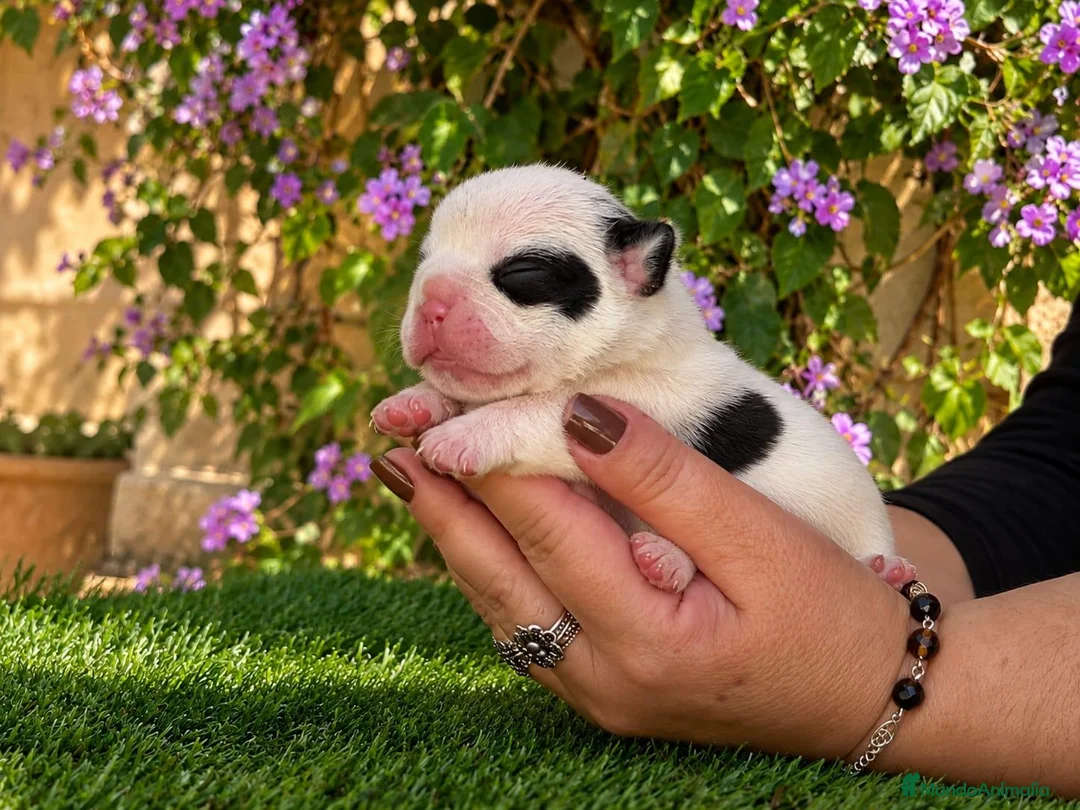Bulldog Francés perros en venta: Cachorros de Bulldog Francés. - Anuncio 8