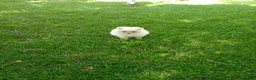 Pomerania perros en venta: Disponible hembra de pomerania de calidad  - Anuncio 2