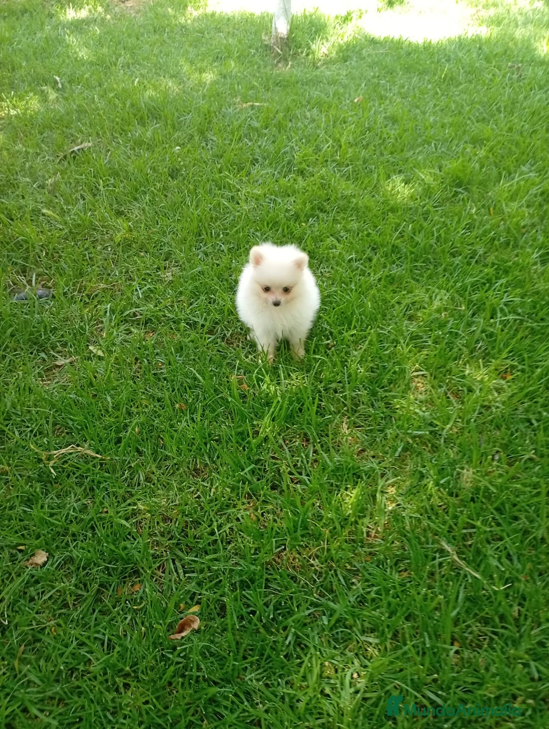 Pomerania perros en venta: Disponible hembra de pomerania de calidad  - Anuncio 2
