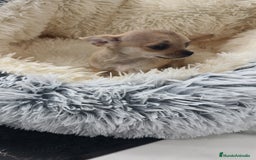 Chihuahua perros en venta: Chihuahua disponibles - Imagen 4