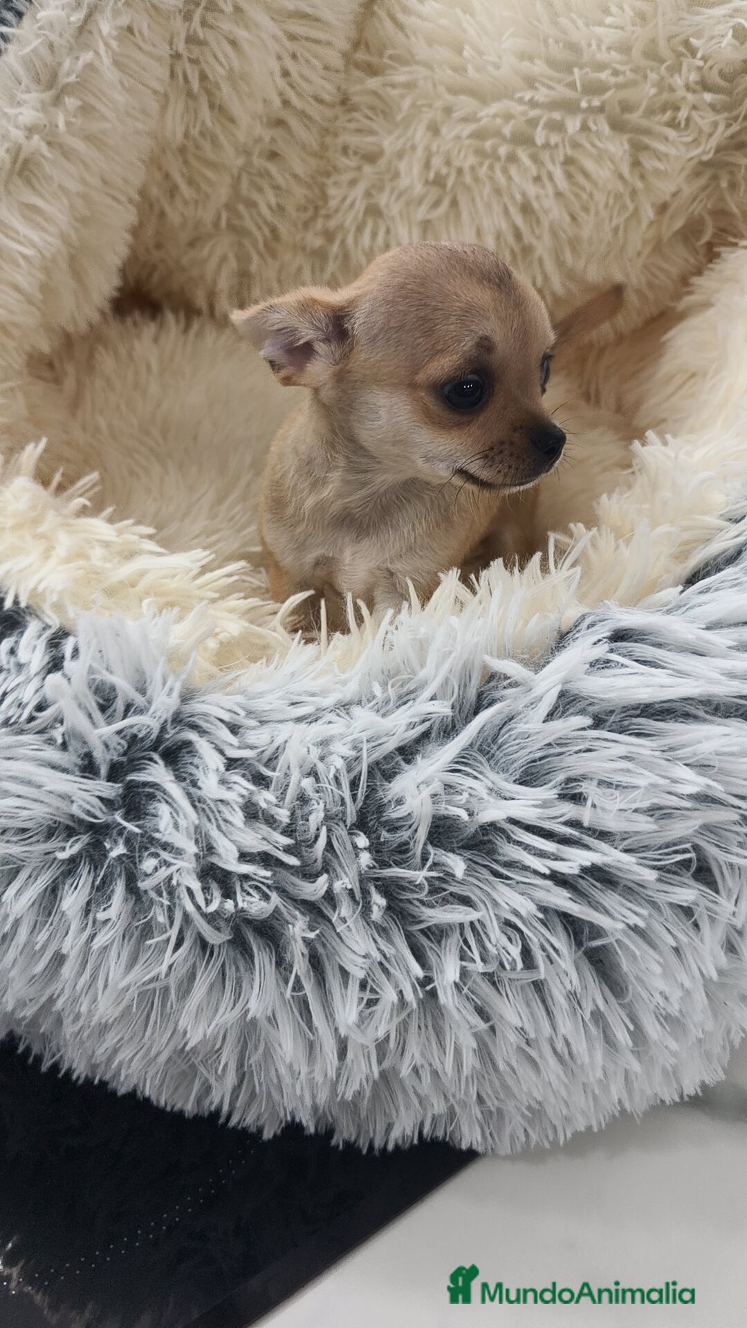 Chihuahua perros en venta: Chihuahua disponibles - Imagen 4