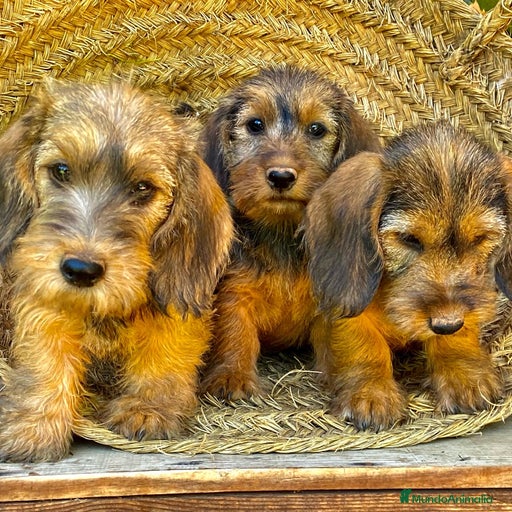 Imagen de galería {{count}}