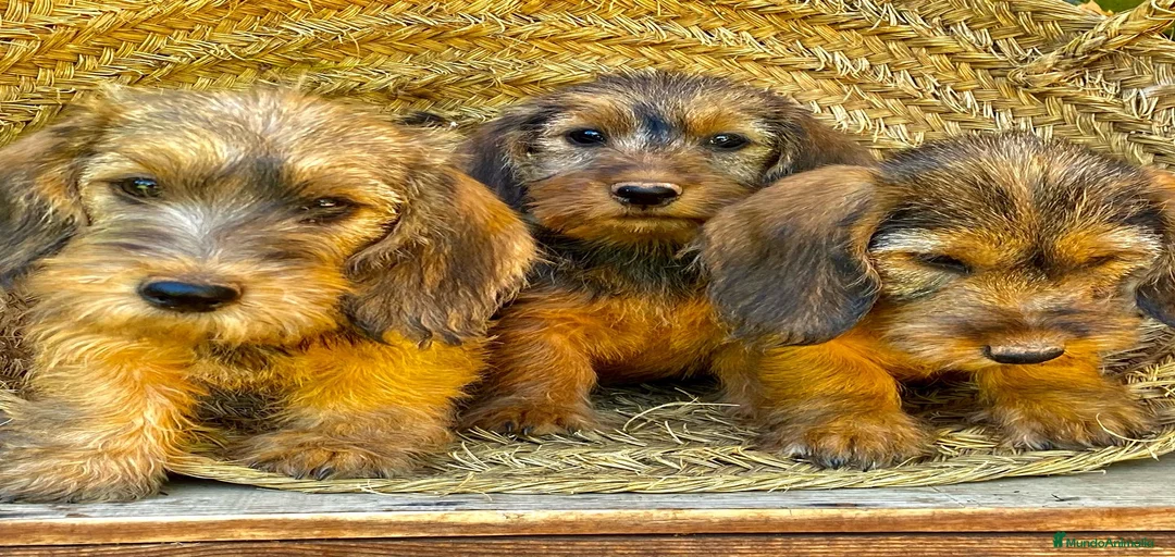 Imagen de galería {{count}}