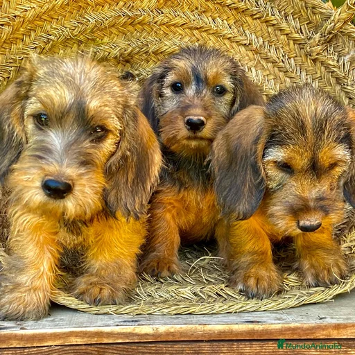 Imagen de galería {{count}}