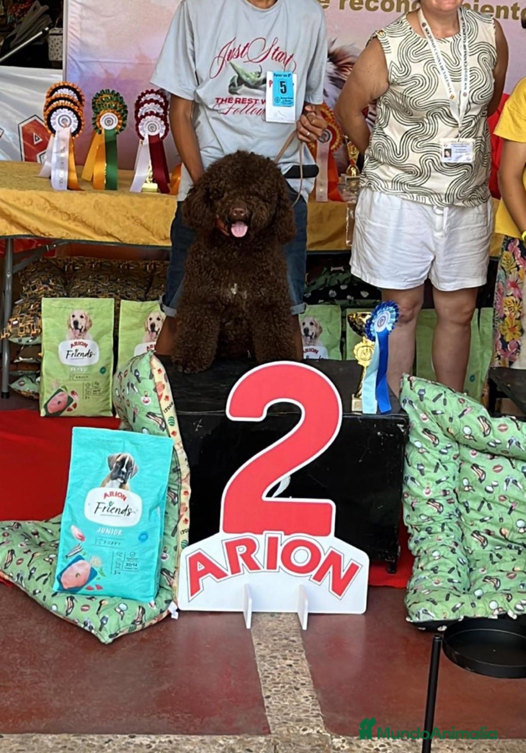 Perro de Agua Español perros en venta: camada perro de agua  - Imagen 5