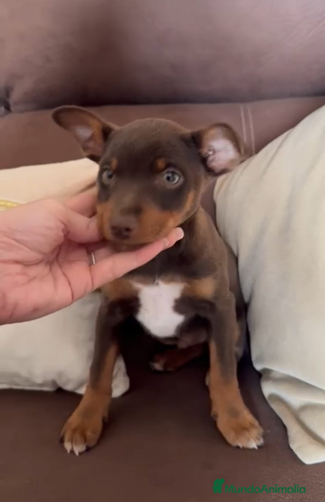 Pinscher Miniatura perros Pinscher miniatura  - Anuncio 2