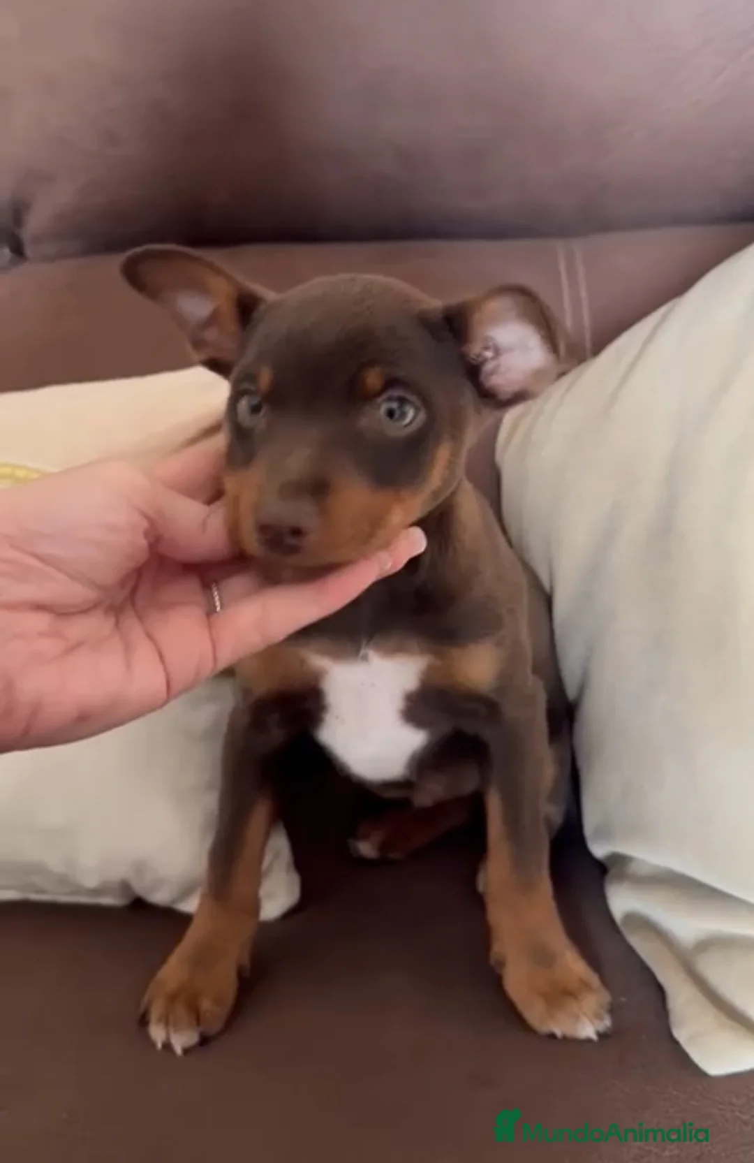 Pinscher Miniatura perros en venta: Pinscher miniatura  - Anuncio 1