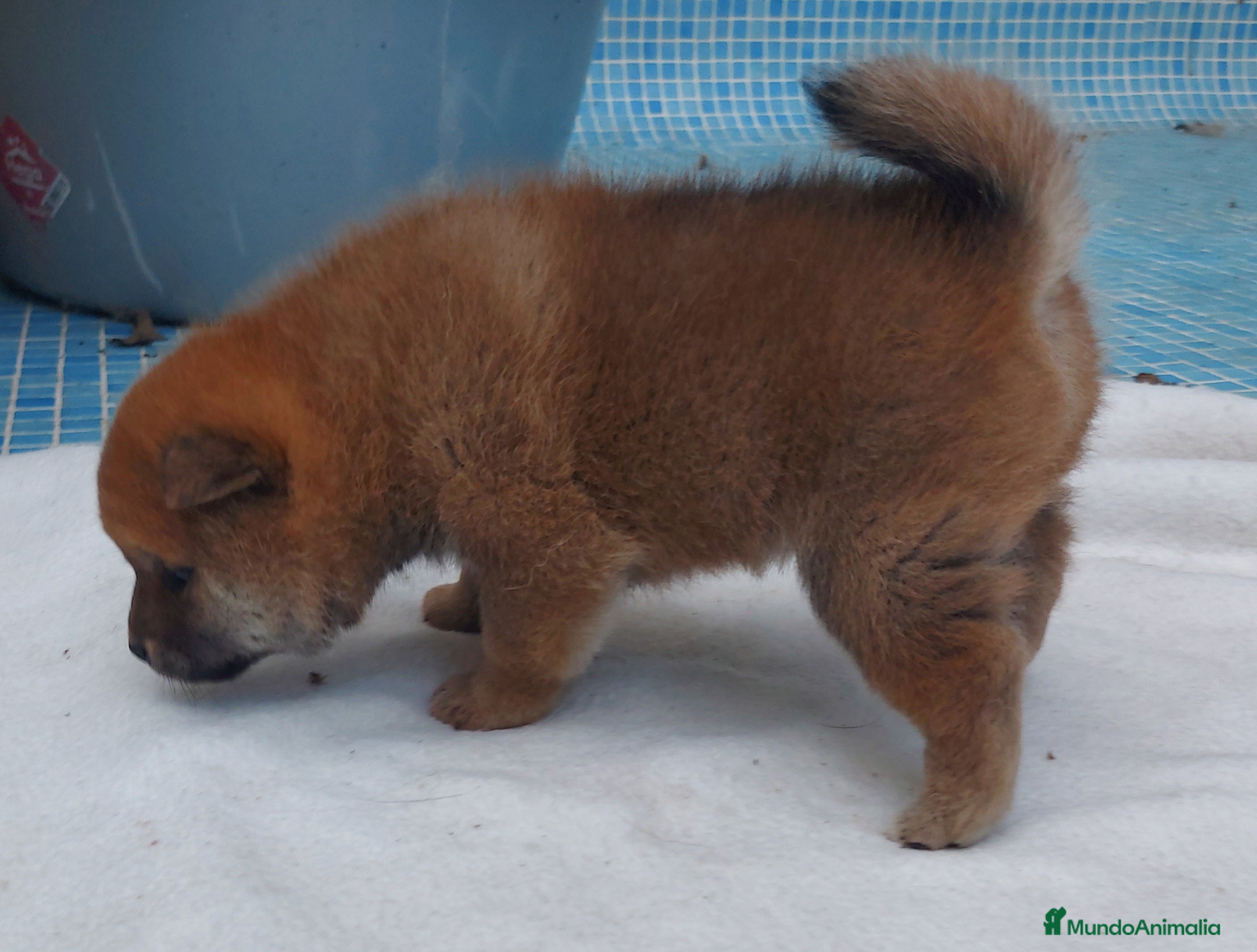 Shiba Inu perros CRIA FAMILIAR SHIBA INU - Anuncio 2
