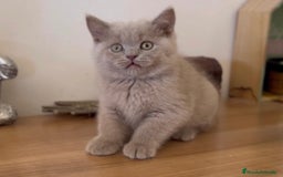 Scottish Fold gatos en venta: HEMBRA BRITISHSHORT HAIR LILAC - Imagen 4
