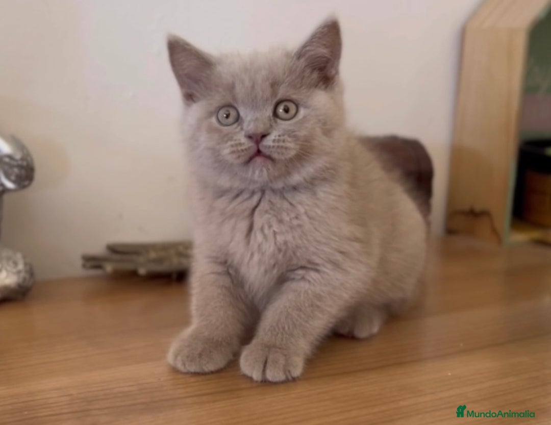 Scottish Fold gatos en venta: HEMBRA BRITISHSHORT HAIR LILAC - Imagen 4