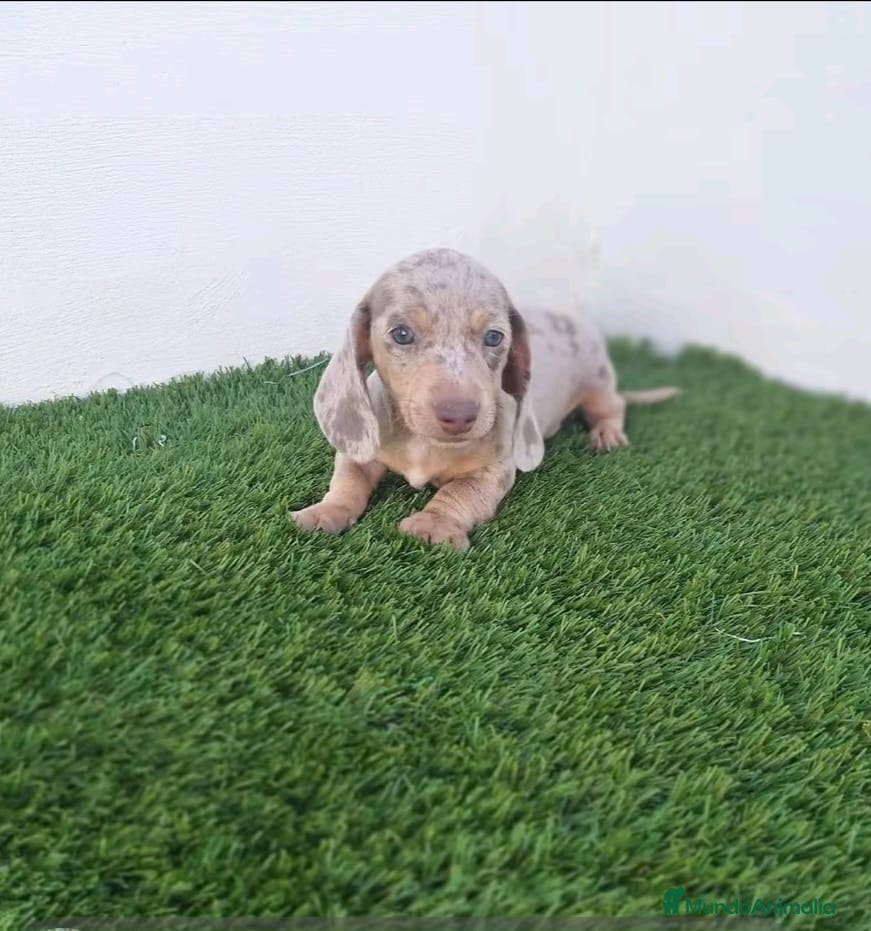 Teckel Miniatura perros TECKEL MINIATURA ARLEQUIN ISABELA  - Anuncio 2