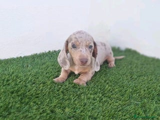 Teckel Miniatura perros TECKEL MINIATURA ARLEQUIN ISABELA - Anuncio 1