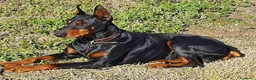 Dobermann perros en venta: Cachorra de doberman - Anuncio 2