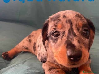 Teckel perros Teckel Hembra de Tita Junior 5841 - AQUANATURA en Barcelona - Anuncio 3