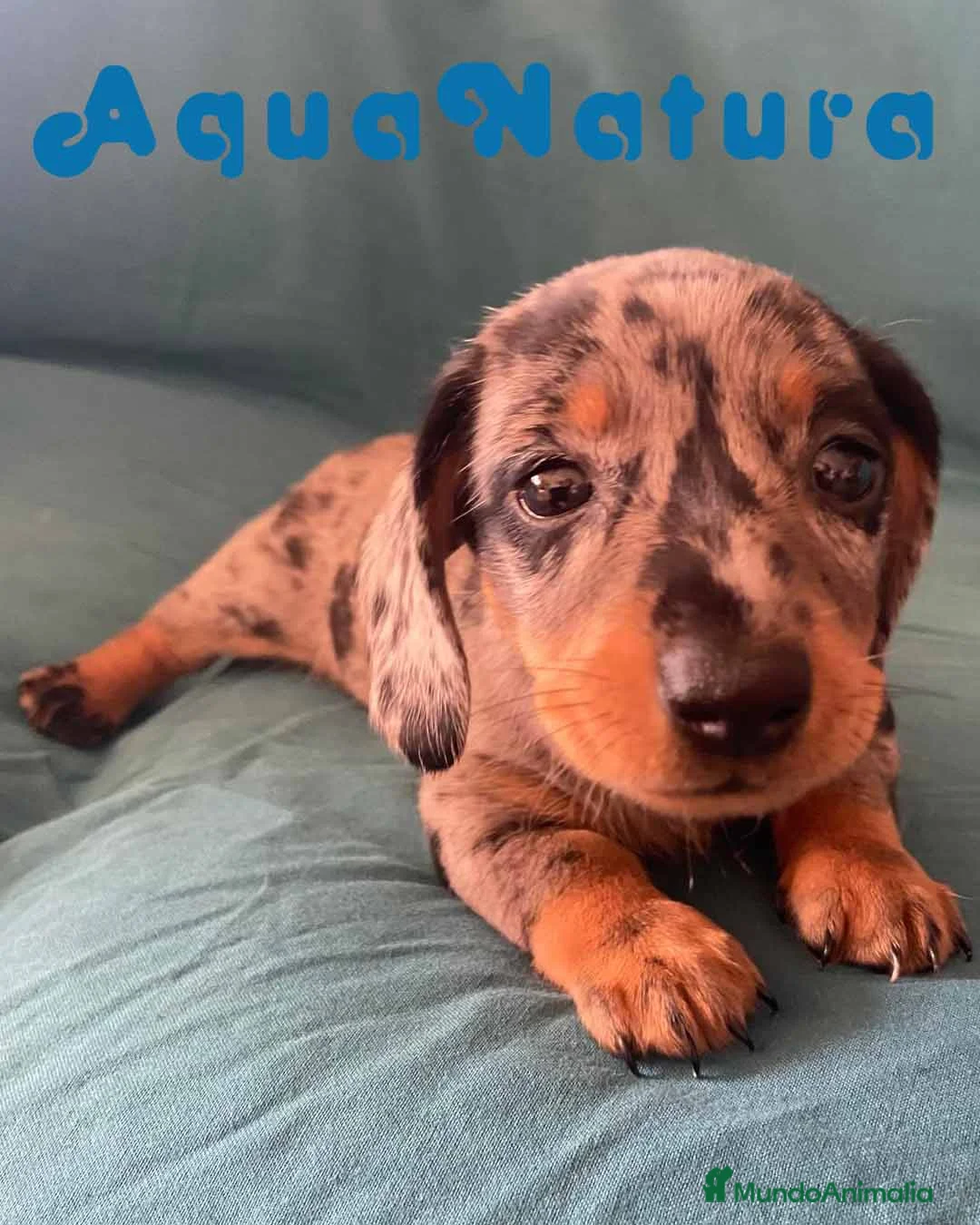 Teckel perros en venta: Teckel Hembra de Tita Junior 5841  - AQUANATURA en Barcelona - Anuncio 1