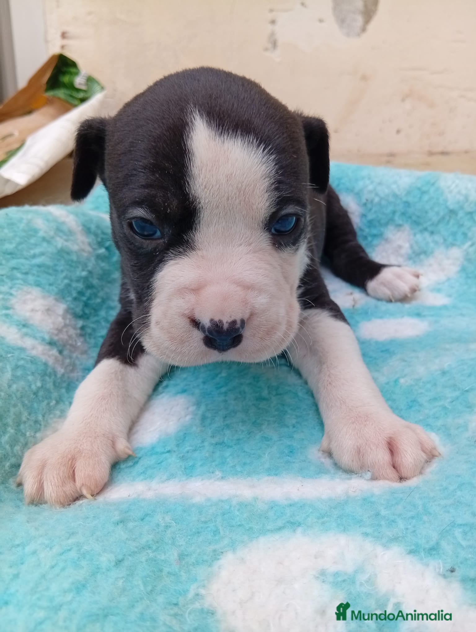 American Staffordshire-Terrier perros American estanford  - Anuncio 1