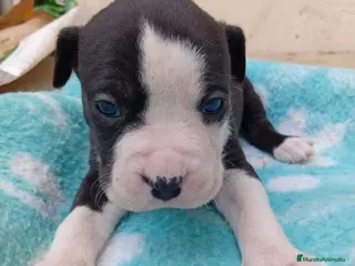 American Staffordshire-Terrier perros American estanford - Anuncio 7