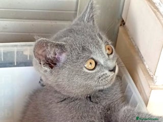 Británico de Pelo Corto Azul gatos - Anuncio 5